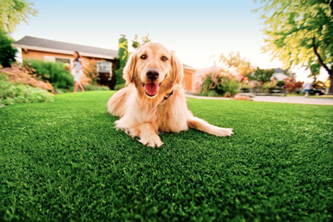 Pet Safe Artificial Grass