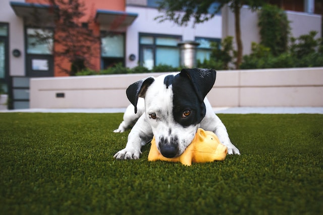 Can Pets Damage Artificial Turf in Mesa